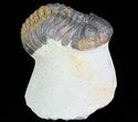 Bargain, Morocops Trilobite - Foum Zguid, Morocco #68606-6